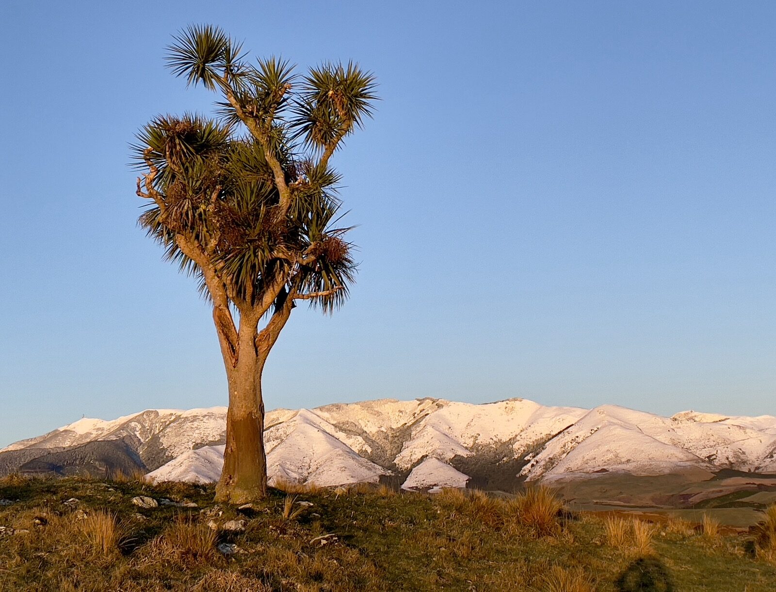 A single cabbage tree standing on a ridge against snow-covered mountains and open sky.