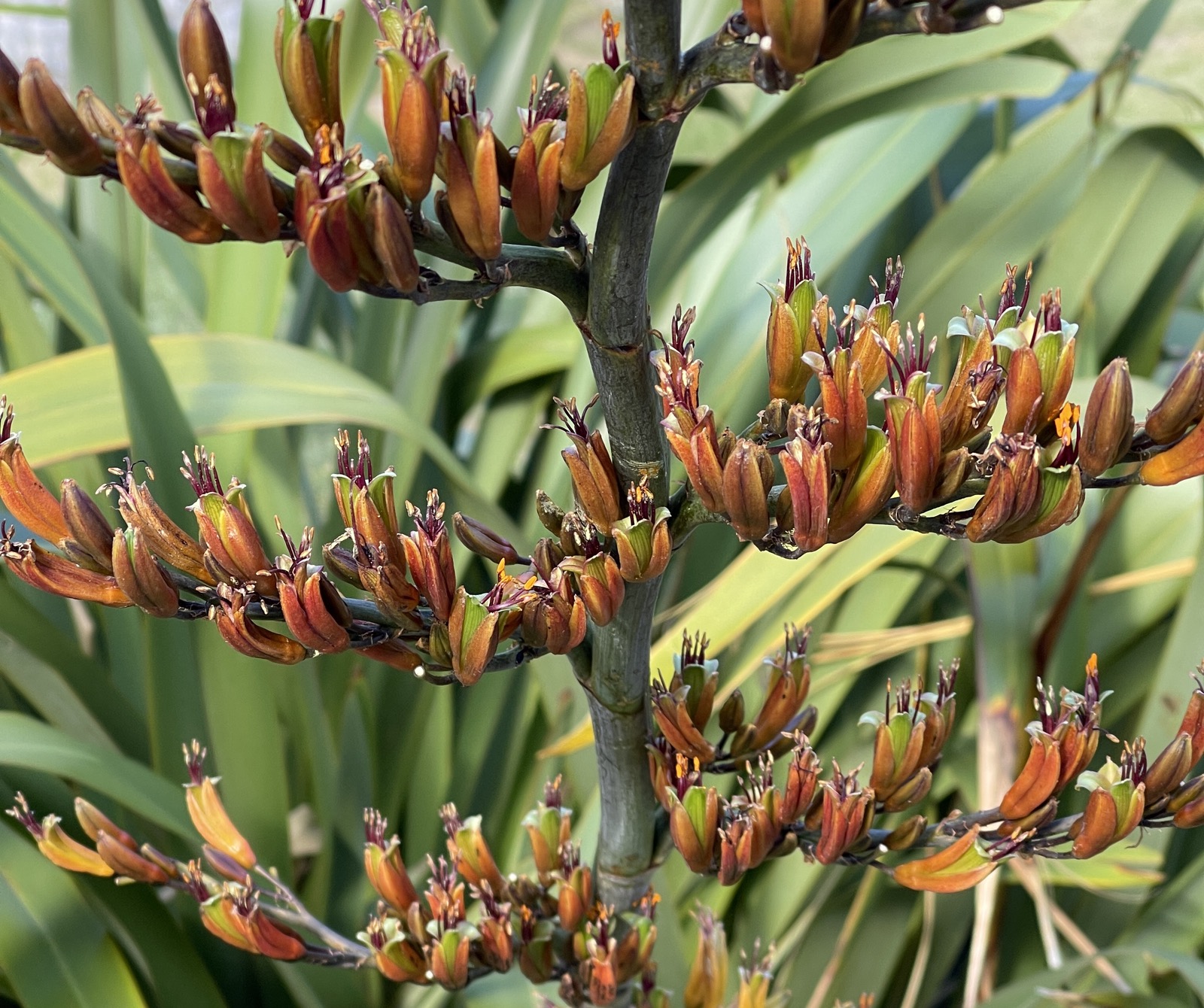 Harakeke flower heads — dozens of dark curved florets on branching stems, rising above the blades.