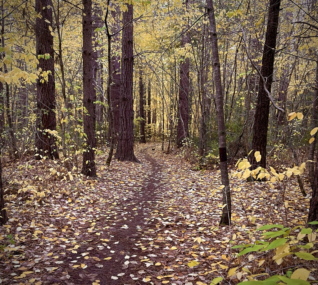 A path through autumn forest, thickly covered in fallen leaves, curving out of sight.