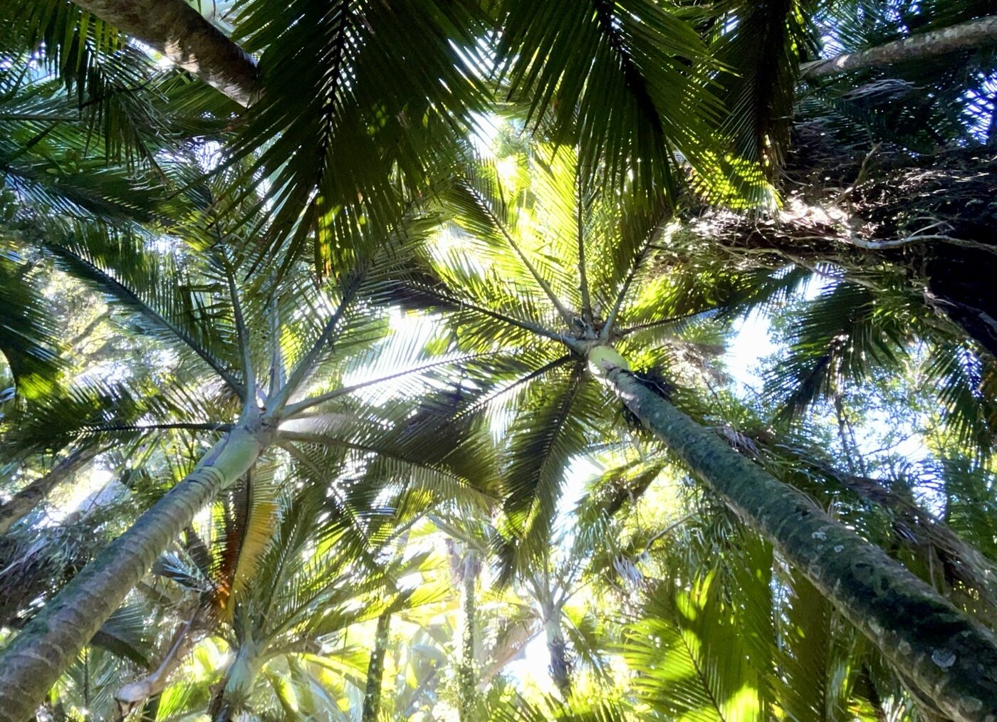 A palm canopy photographed from directly below. Several separate trunks rise through the frame from different points, each opening into its own crown of fronds; the crowns overlap so that the canopy reads as continuous, and sunlight comes through the gaps between them. No trunk is at the centre and none carries the others.
