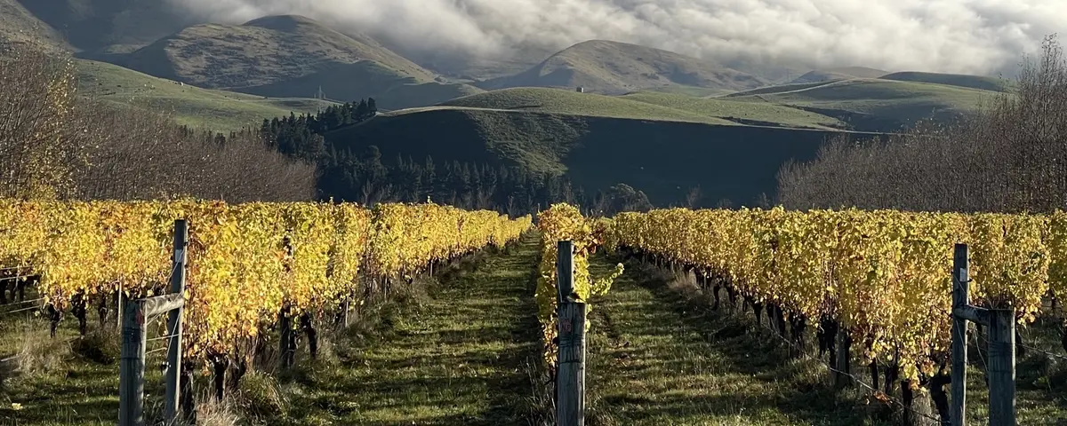 Rows of vines in autumn colour on rolling hill country