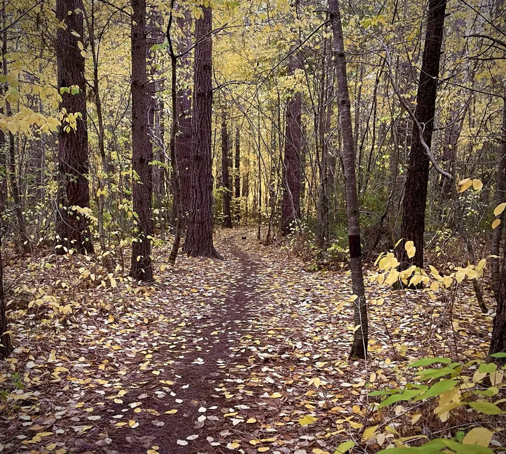 A path through autumn woodland deep in fallen leaves