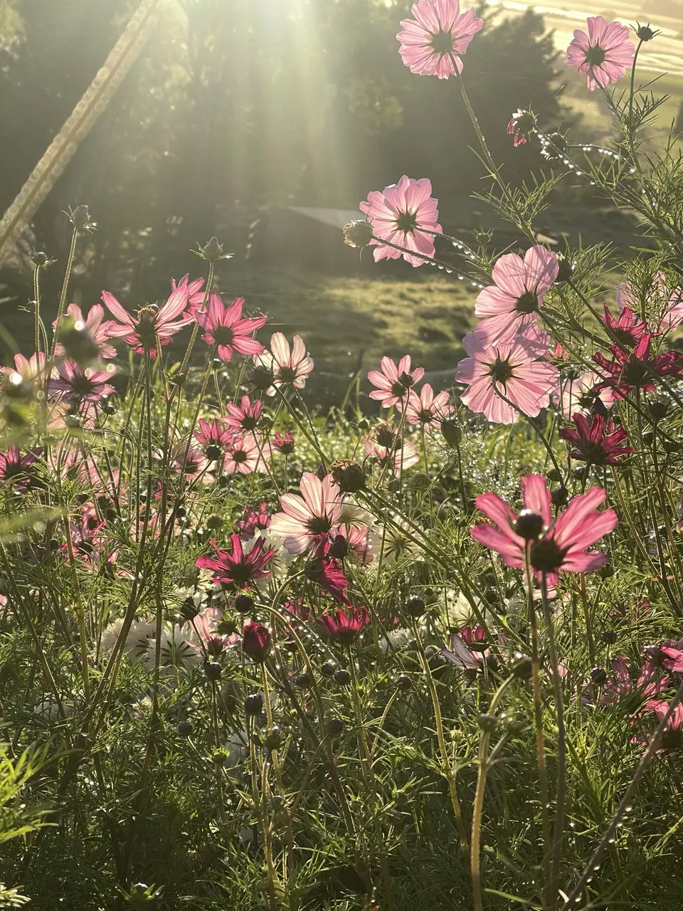 Backlit cosmos flowers with dew and spider silk at dawn