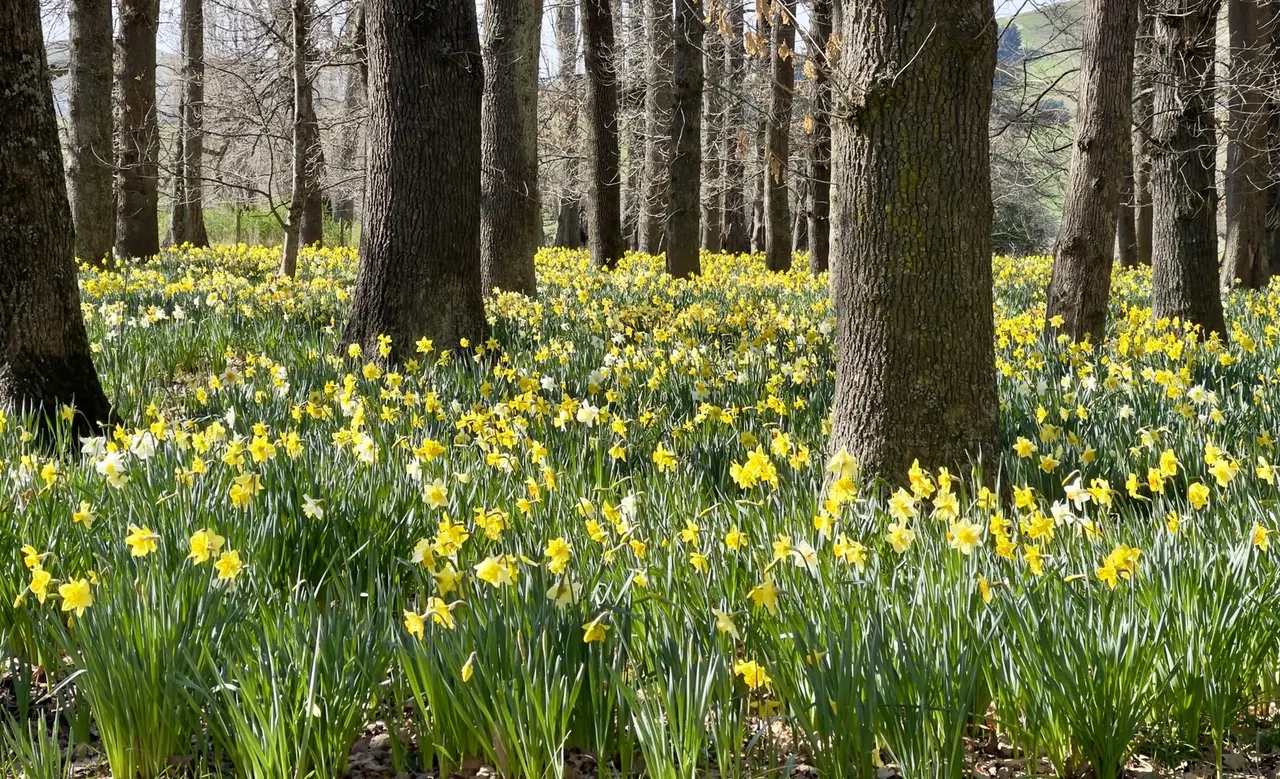 Daffodils in flower beneath bare poplars