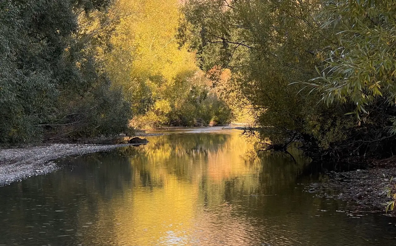 Autumn willows reflected in still river water at golden hour
