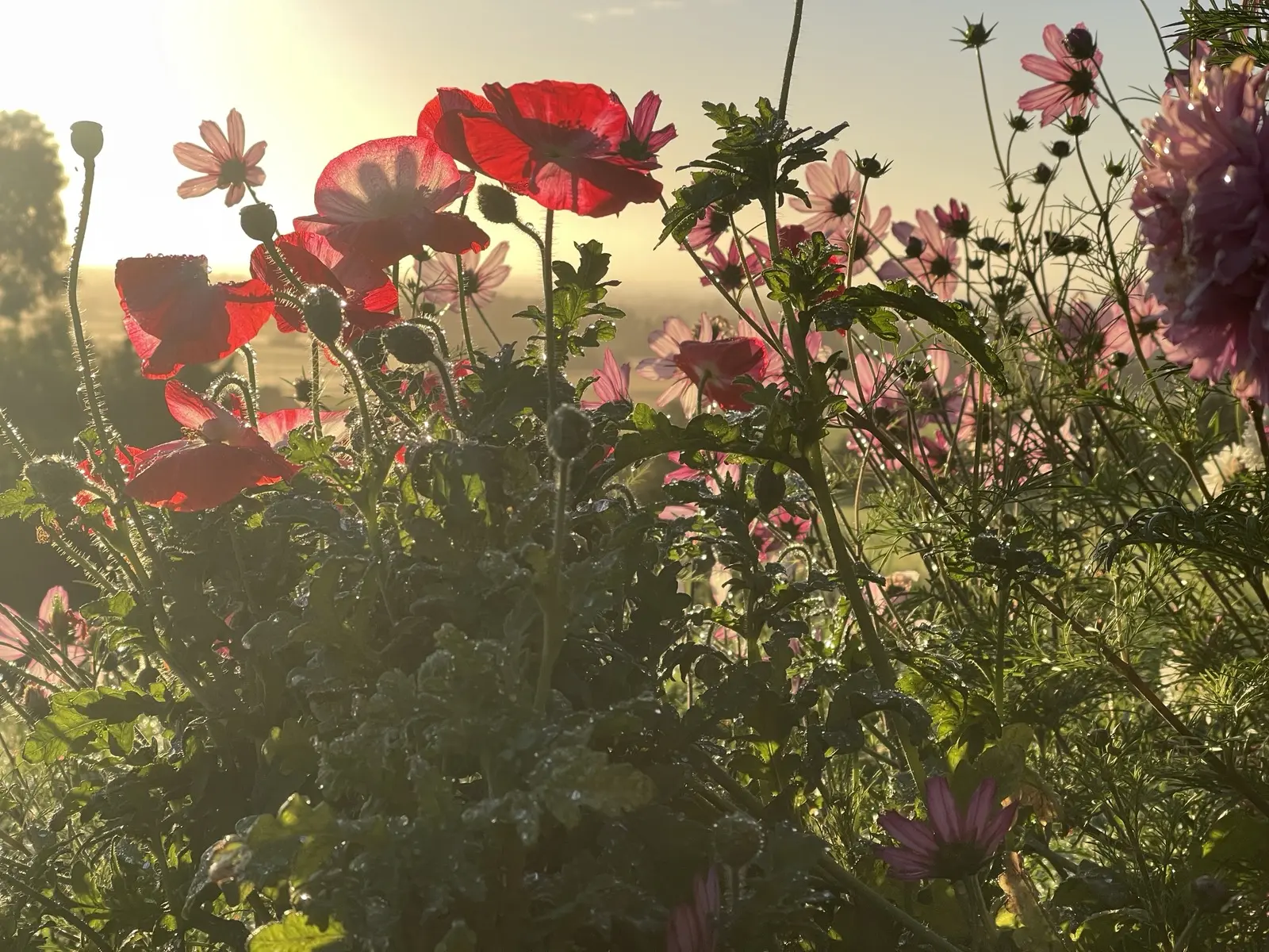 Poppies and cosmos backlit at sunrise above the plains, Aotearoa New Zealand