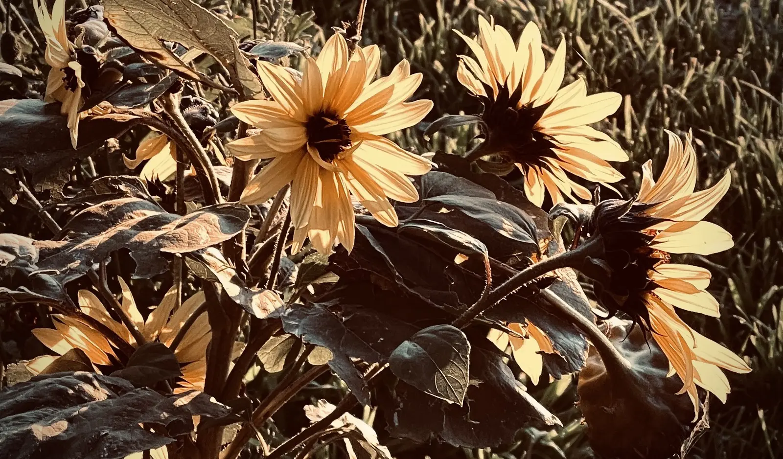 Sunflowers in a field at golden hour, Aotearoa New Zealand
